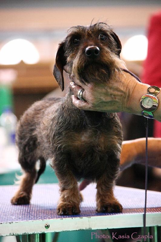 Crufts2011_2 1458.jpg